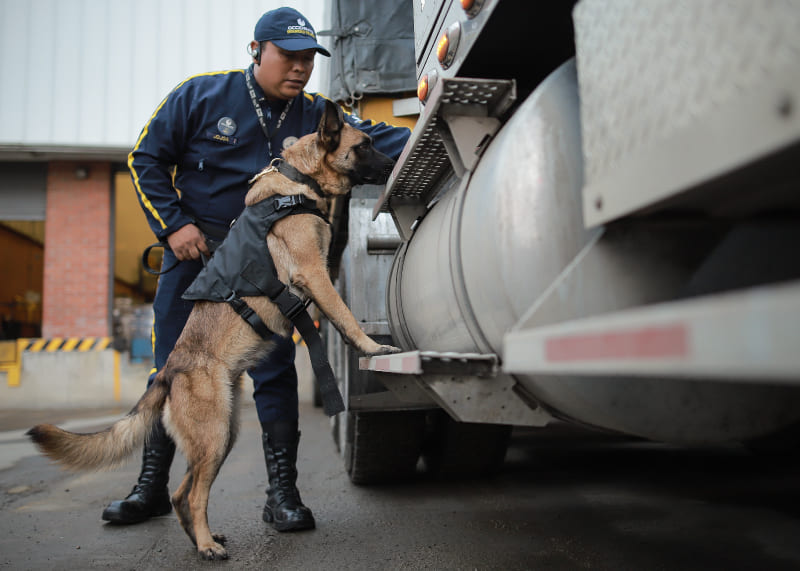Caninos adiestrados para empresas | Seguridad de Occidente